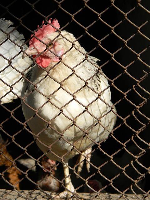 续获胜后 续获胜后